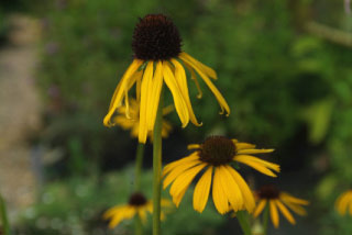 Echinacea paradoxa Zonnehoed bestellen